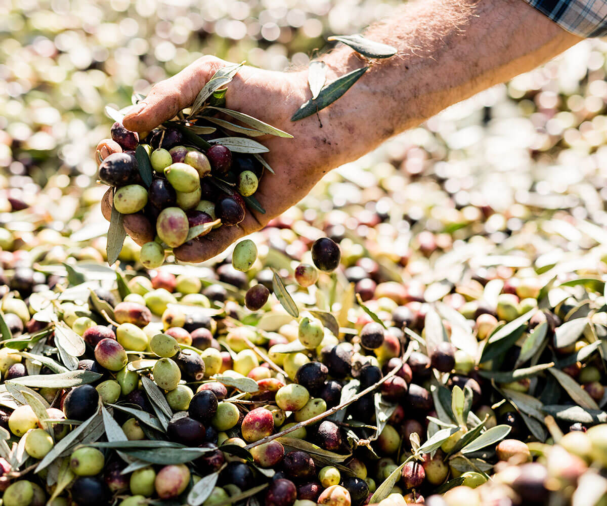 La qualità dell’olio extravergine di oliva Giarnetti